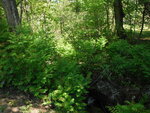 Culvert Crossing, Grand Lake Stream Plt, Maine