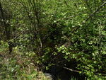 Culvert Crossing, Grand Lake Stream Plt, Maine