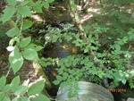 Culvert Crossing, Sakom Twp, Maine