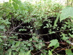 Multiple Culvert Crossing, Sakom Twp, Maine