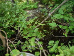Culvert Crossing, Lambert Lake Twp, Maine