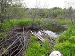 Culvert Crossing, Leeds, Maine
