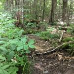 Culvert Crossing, Albany Twp, Maine