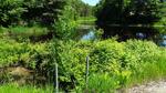 Culvert Crossing, Livermore Falls, Maine