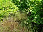 Culvert Crossing, Madawaska Lake Twp, Maine