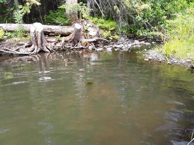 image preview