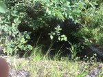 Culvert Crossing, Chandler Brook, Bethel, Maine
