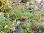 Multiple Culvert Crossing, Sedgwick, Maine