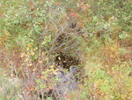 Multiple Culvert Crossing, Sedgwick, Maine