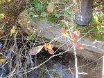 Culvert Crossing, Centerville Twp, Maine