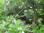 Culvert Crossing, Ellsworth, Maine
