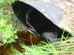 Multiple Culvert Crossing, T19 MD BPP, Maine