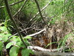 Culvert Crossing, Harrington, Maine