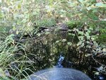 Culvert Crossing, Gouldsboro, Maine