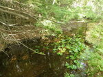 Culvert Crossing, Mann Brook, Dedham, Maine