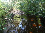 Culvert Crossing, Harrington, Maine