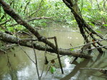 Culvert Crossing, Mariaville, Maine