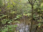Culvert Crossing, Brooksville, Maine