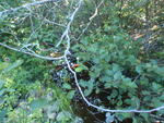 Culvert Crossing, Milbridge, Maine