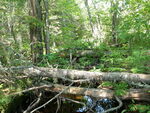 Culvert Crossing, Archer Brook, Waltham, Maine