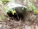 Culvert Crossing, Sedgwick, Maine