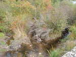 Culvert Crossing, Smelt Brook, Sullivan, Maine