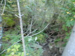 Culvert Crossing, Clapham Brook, Sullivan, Maine