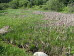 Culvert Crossing, Jordan River, Lamoine, Maine