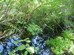 Culvert Crossing, Archer Brook, Lamoine, Maine