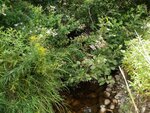 Culvert Crossing, Steuben, Maine