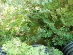 Multiple Culvert Crossing, Ellsworth, Maine