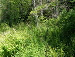 Culvert Crossing, Carters Brook, Ellsworth, Maine