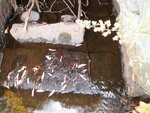 Culvert Crossing, Shepardson Brook, Brooksville, Maine