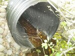 Culvert Crossing, Milbridge, Maine