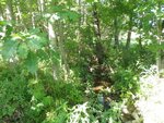 Culvert Crossing, Milbridge, Maine