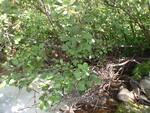 Multiple Culvert Crossing, Cherryfield, Maine