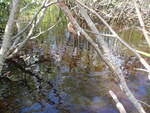 Multiple Culvert Crossing, Cherryfield, Maine