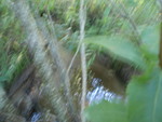 Culvert Crossing, Milbridge, Maine