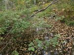 Culvert Crossing, Brooksville, Maine