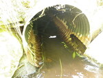 Culvert Crossing, Ellsworth, Maine