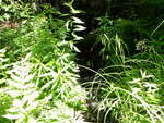Culvert Crossing, Ellsworth, Maine