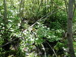 Culvert Crossing, Carter Brook, Ellsworth, Maine