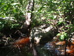 Culvert Crossing, Cherryfield, Maine