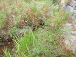 Culvert Crossing, Deer Isle, Maine