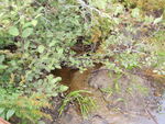 Multiple Culvert Crossing, Deer Isle, Maine
