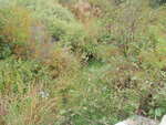 Multiple Culvert Crossing, Stonington, Maine