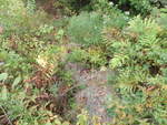 Culvert Crossing, Deer Isle, Maine