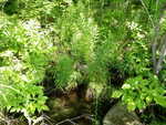 Multiple Culvert Crossing, Canoe Brook, Devereaux Twp, Maine