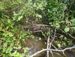 Culvert Crossing, Columbia, Maine