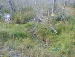 Culvert Crossing, Cherryfield, Maine